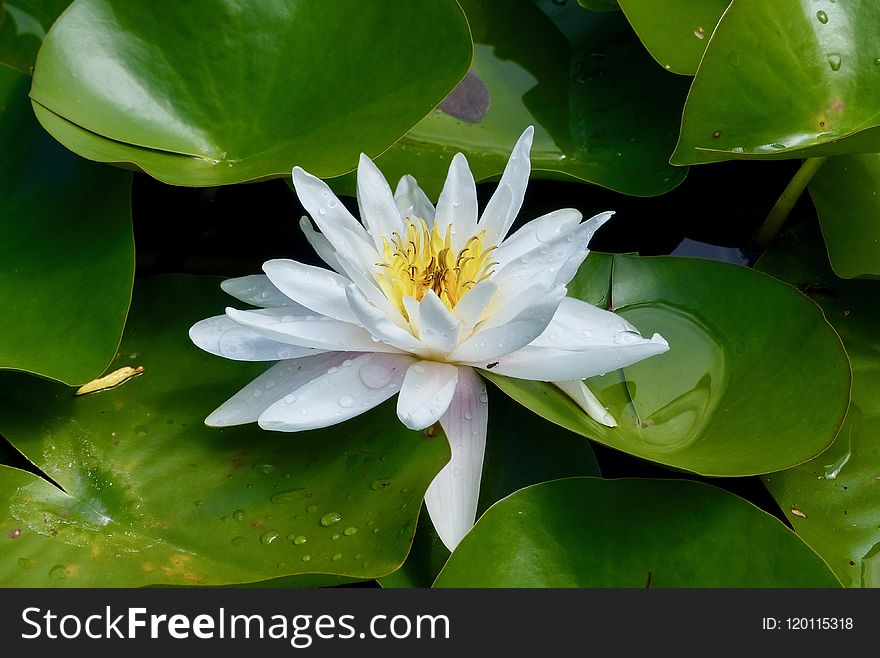 Flower, Plant, Flora, Leaf