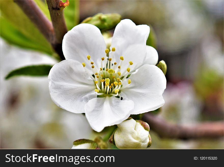 Blossom, Flower, Spring, Flora