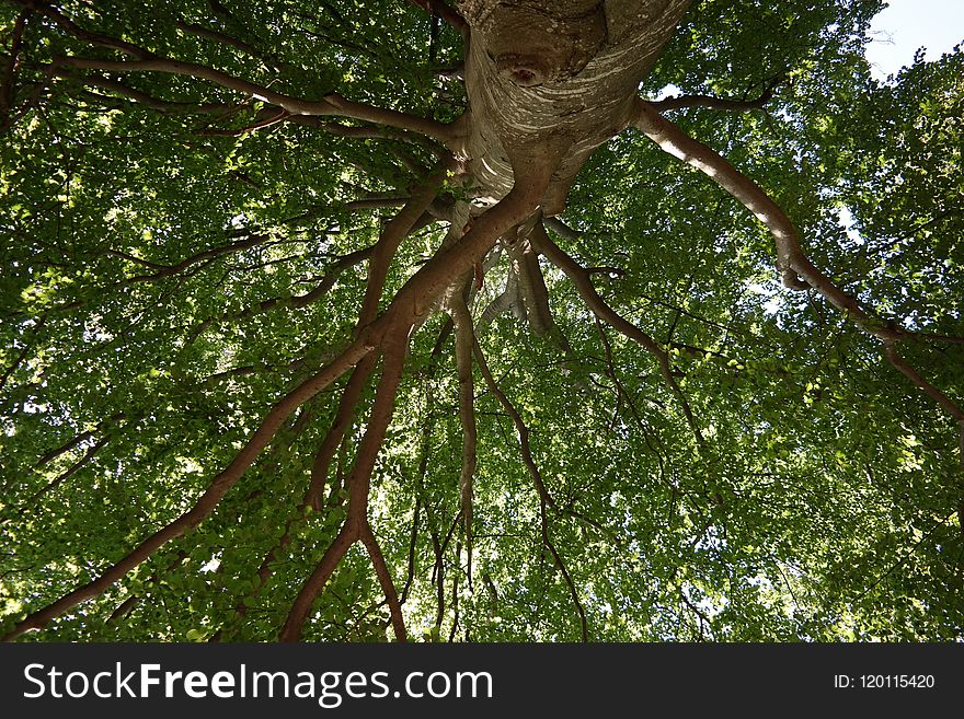 Tree, Vegetation, Ecosystem, Branch
