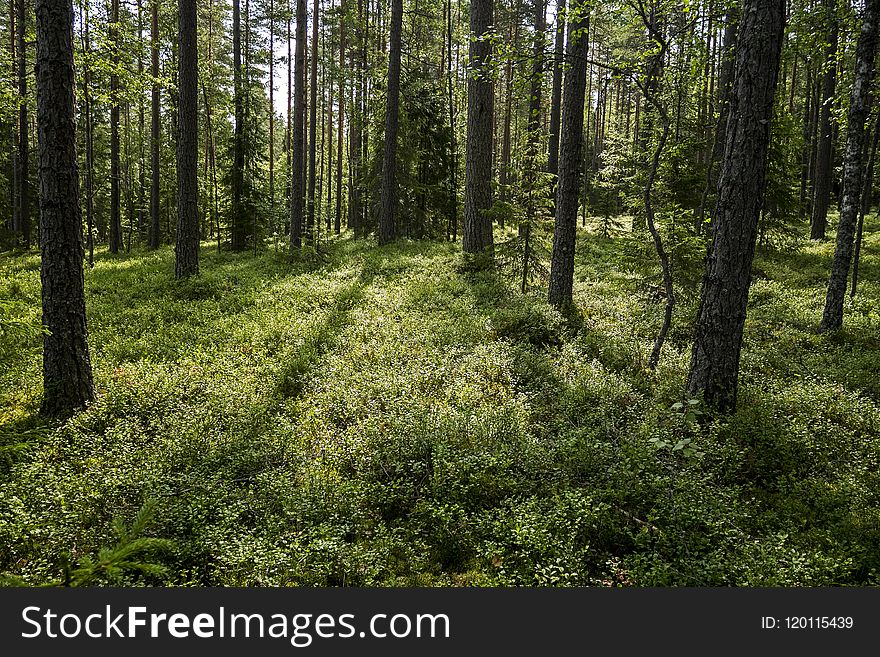 Vegetation, Ecosystem, Spruce Fir Forest, Forest