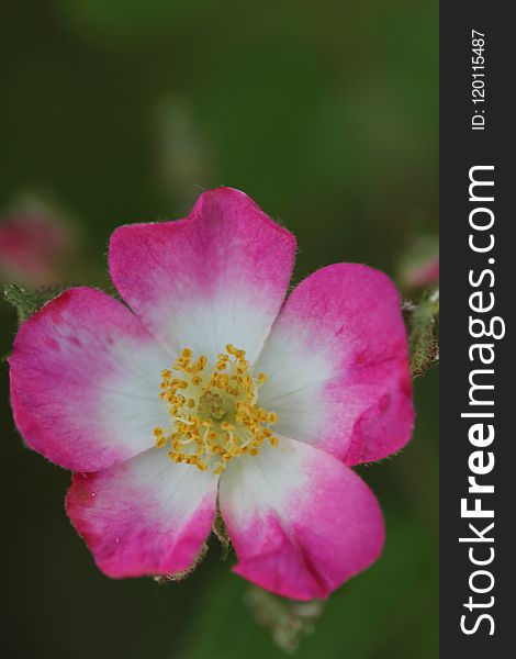 Flower, Rose Family, Pink, Rosa Canina
