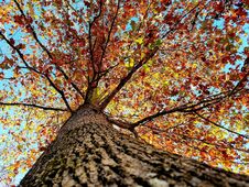 Red Maple Tree In Autumn Leaves With Grass And Blue Sky Stock Images