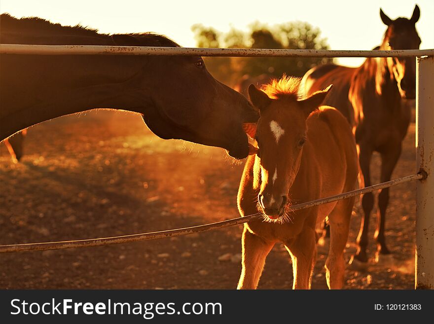 Family of brown horses grazing in a paddock. A mother licks a foal`s face. The father looks at them. Summer sunset