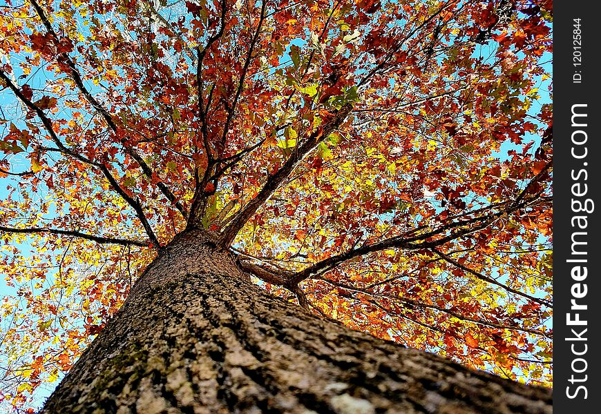 Red maple tree in autumn leaves with grass and blue sky