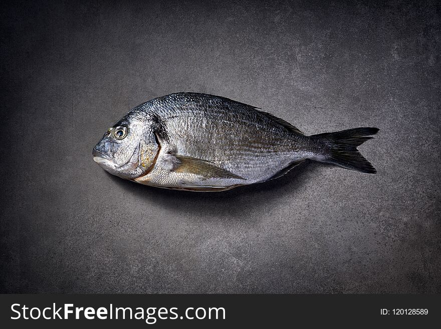 Dorada fish, sea bream, gilt-head sea bream raw and fresh on a grey stone background, top view. Seafood, fish