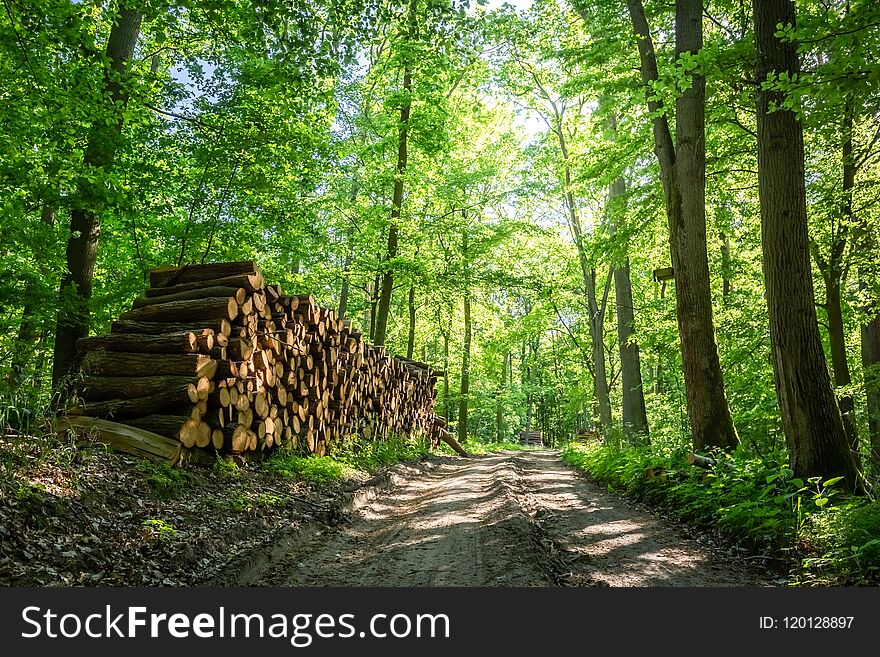 Sunny green forest in the summer, Europe