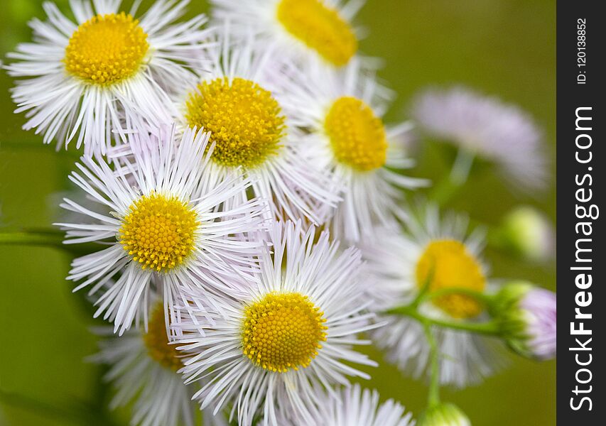 Closeup Of Yellow And White Wildflowers