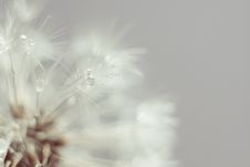 White Dandelion With Water Drops Retro Royalty Free Stock Image