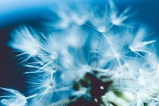White Dandelion With Water Drops Retro Royalty Free Stock Photos White Dandelion With Water Drops Retro Royalty Free Stock Photos