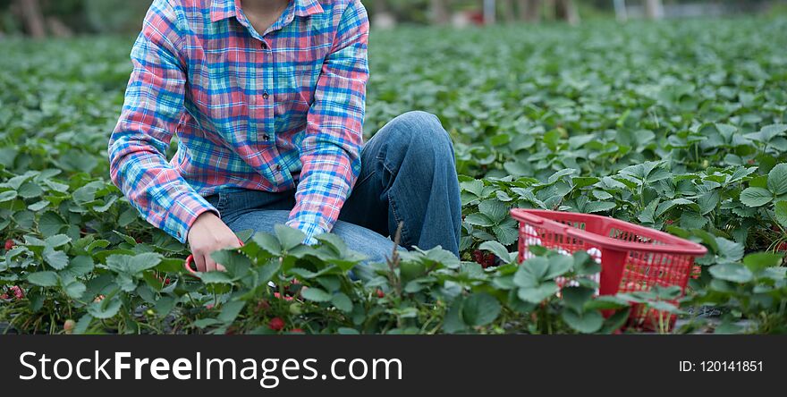 Farmer picking ripe strawberrie