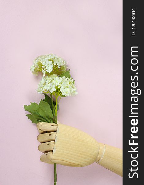 Brown Wooden Hand Holding White Hydrangea Flowers