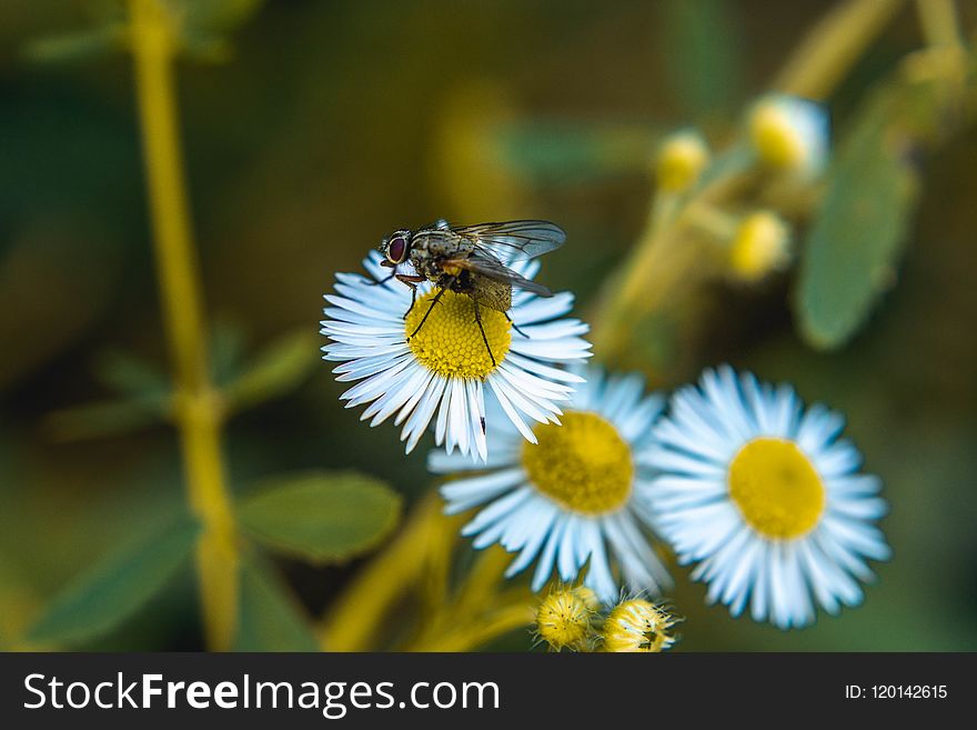 Fly On Daisy Flower