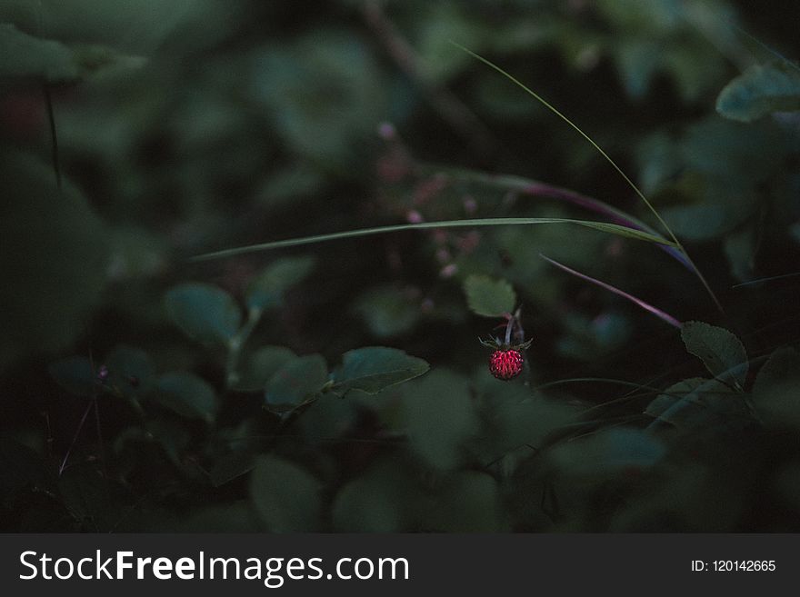 Close-Up Photography of Plants