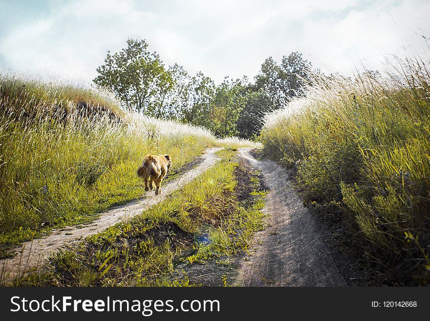 Medium-coated Tan Dog Running on Dirt Road Between Green Grass Near Trees