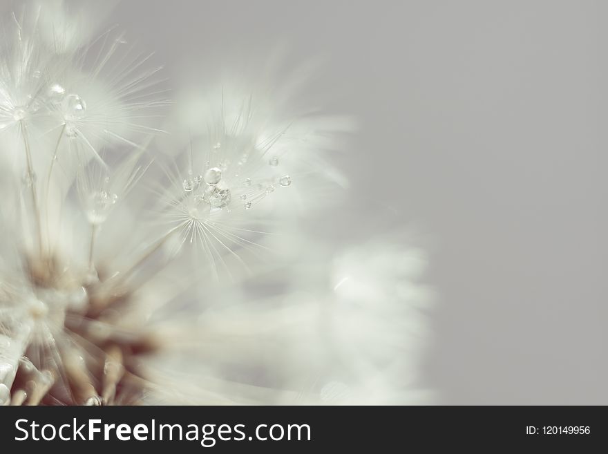 Close up photo of dandelion seeds with water drops, filtered background. Close up photo of dandelion seeds with water drops, filtered background.