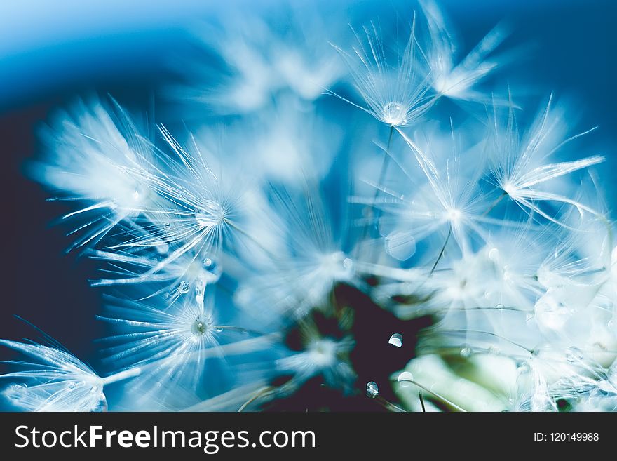 Close up photo of dandelion seeds with water drops, filtered background. Close up photo of dandelion seeds with water drops, filtered background.