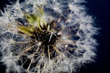 White Dandelion With Water Drops Stock Photo White Dandelion With Water Drops Stock Photo