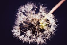 White Dandelion With Water Drops Retro Stock Photography White Dandelion With Water Drops Retro Stock Photography