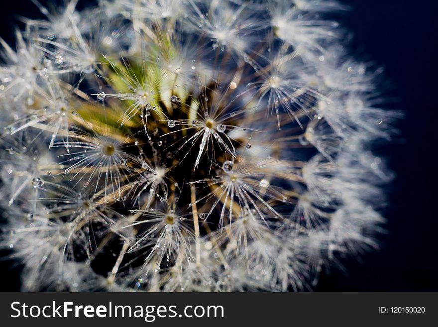 Close up photo of dandelion seeds with water drops. Close up photo of dandelion seeds with water drops.