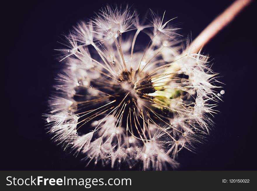 White Dandelion With Water Drops Retro