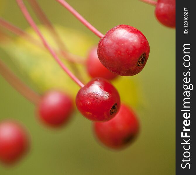 Red Autumn Ripe Berries On A Branch