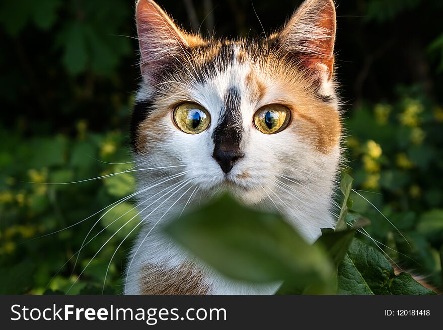 Adorable kitty with huge surprised eyes looking at green leaf