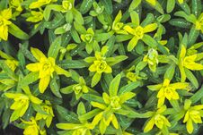 Blooming Euphorbia In The Garden Royalty Free Stock Photos