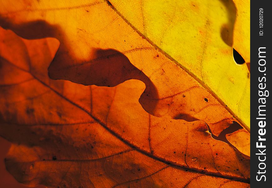 Autumn palette with sun through oak leaves