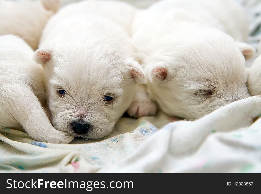 Close-up sleeping west highland white terrier puppies