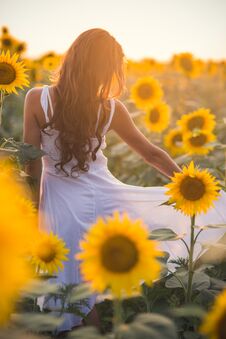 Beautiful Woman With Long Hair In A Field Of Sunflowers In The S Royalty Free Stock Images Beautiful Woman With Long Hair In A Field Of Sunflowers In The S Royalty Free Stock Images