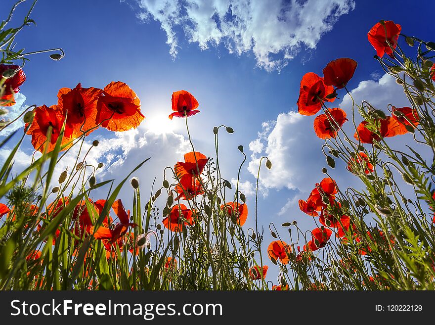 Low angle view of wonderful bright fully blooming red poppies an