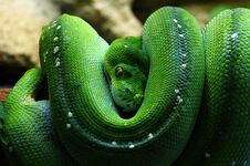 Green Tree Python Stock Photography