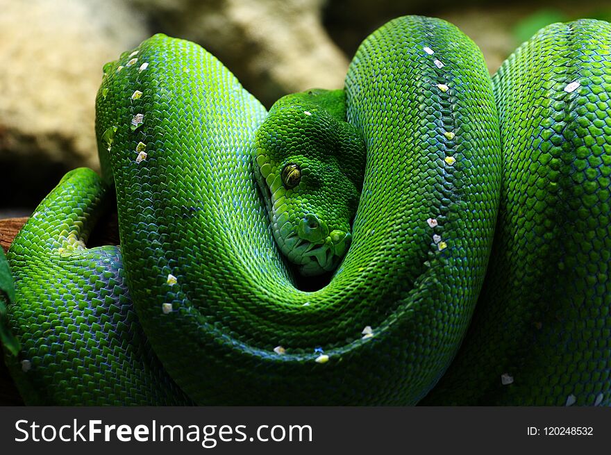 Green tree python