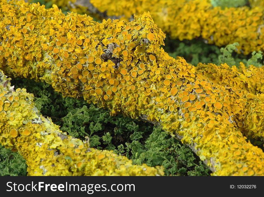 The yellow lichen grows on deciduous trees. The lichen can stick round all tree. The yellow lichen grows on deciduous trees. The lichen can stick round all tree.