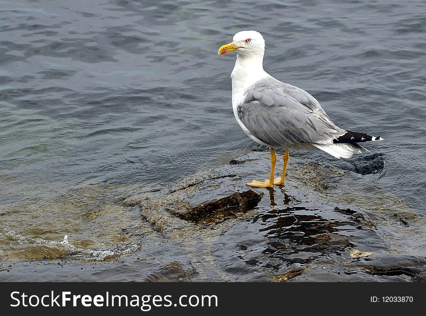 Seagull standing on sea rocks in Porec, Croatia