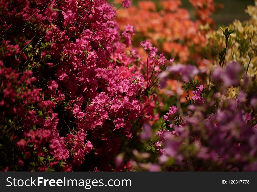 Beautiful and bright flowers in the summer on a tree. Beautiful and bright flowers in the summer on a tree