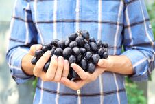 Farmers Hands With Bunch Of Grapes Stock Images