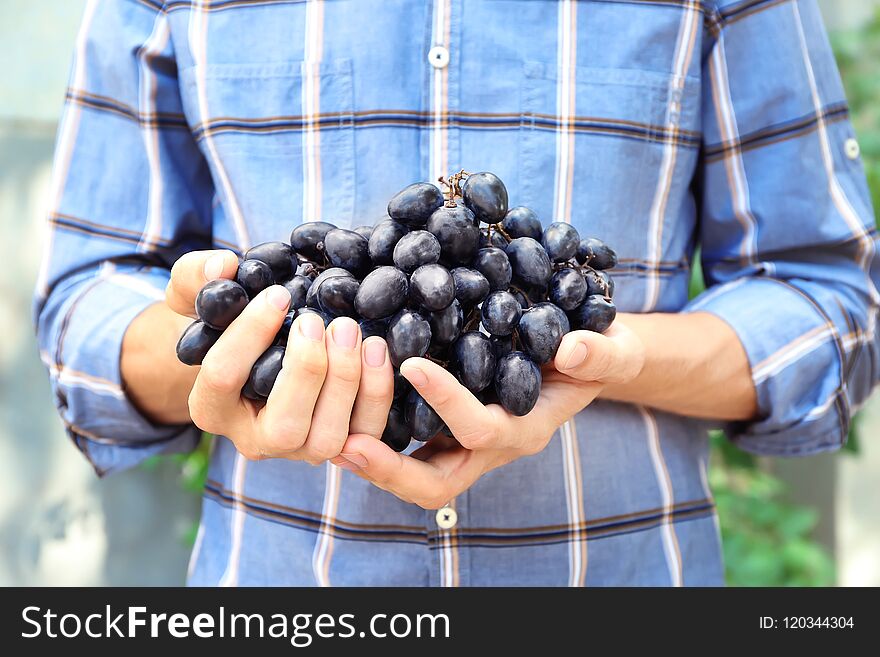 Farmers hands with bunch of grapes