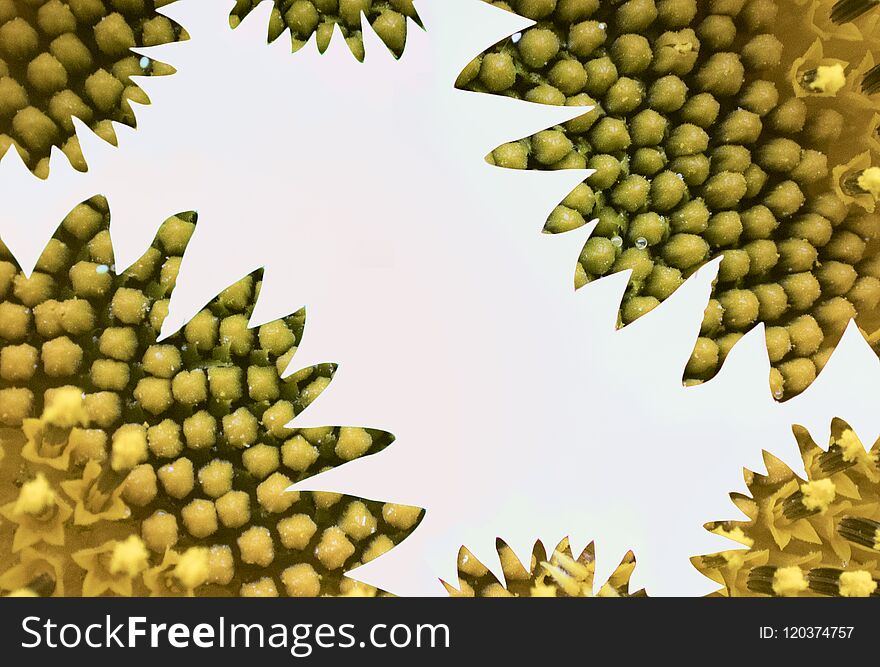 Abstract and vibrant sunflower background