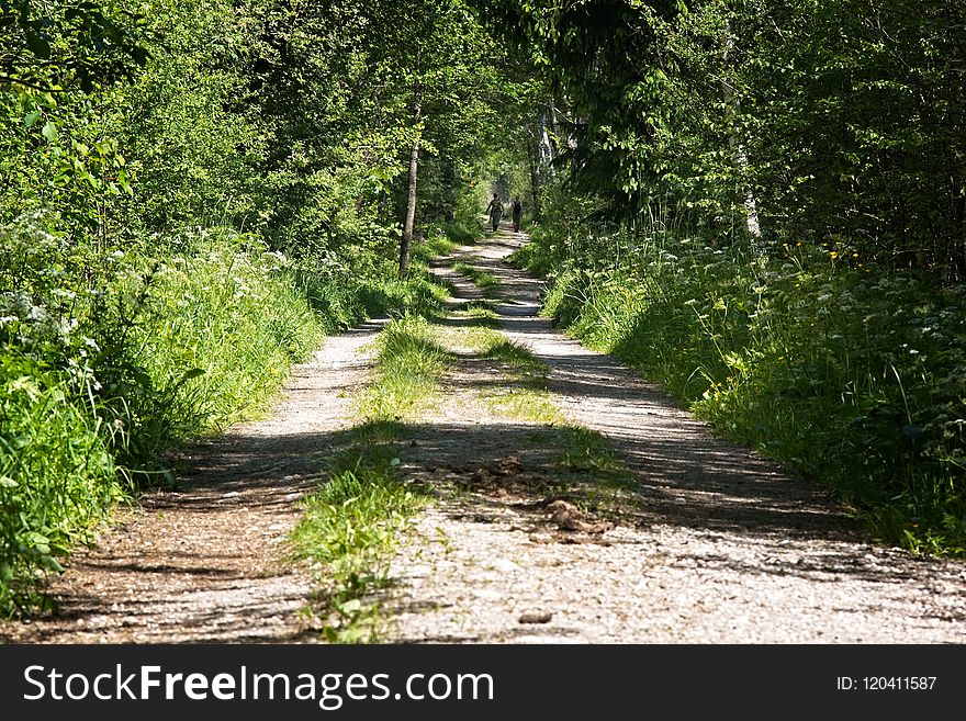 Path, Vegetation, Nature Reserve, Ecosystem