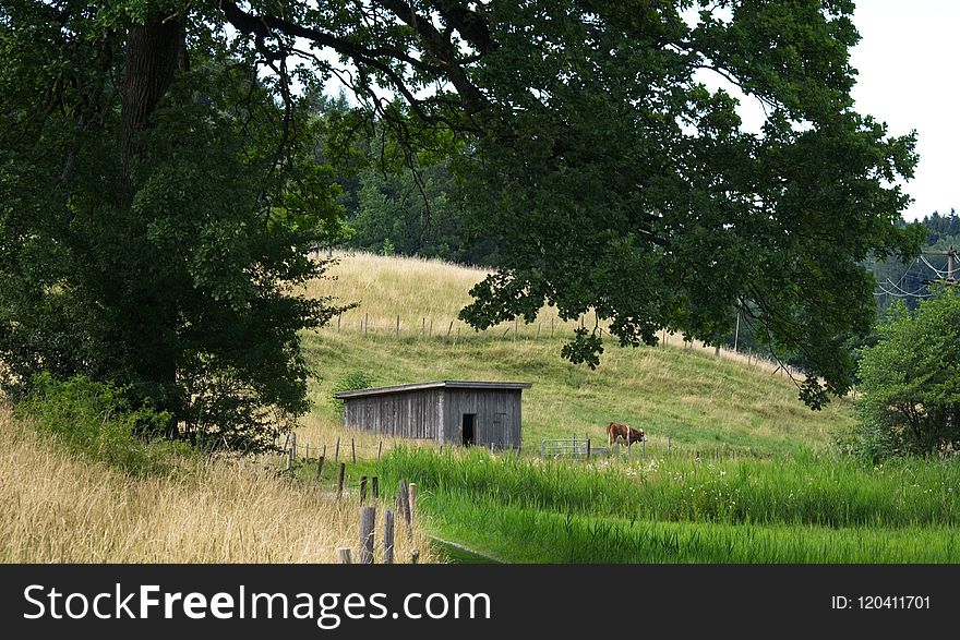 Nature Reserve, Pasture, Path, Grassland