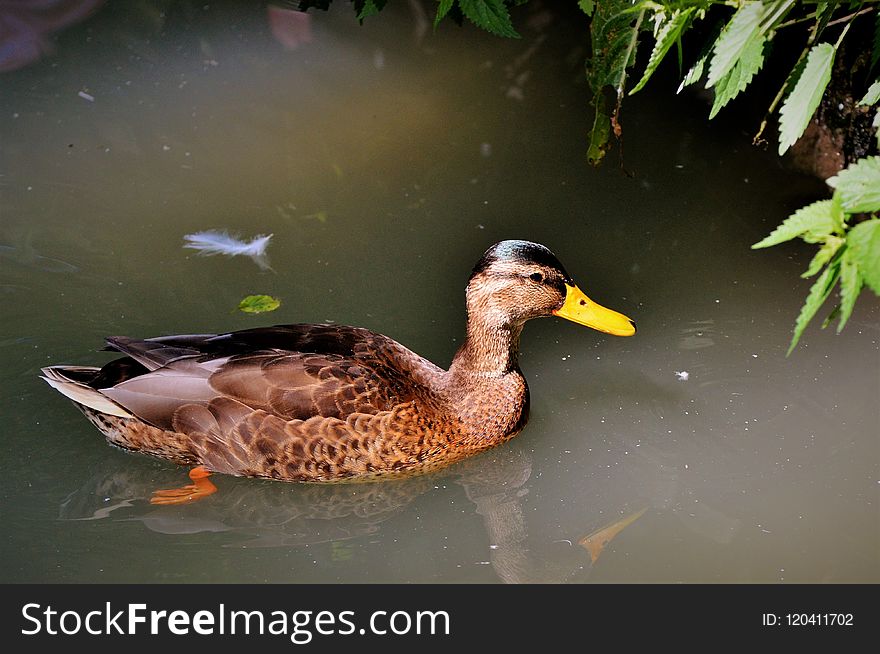 Duck, Bird, Mallard, Fauna