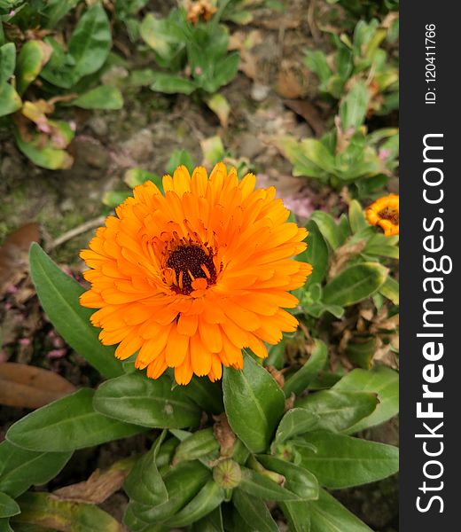Flower, Calendula, Nectar, Plant