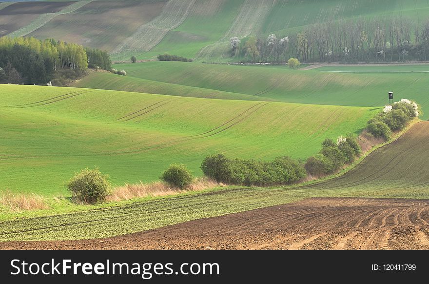 Grassland, Field, Hill, Ecosystem