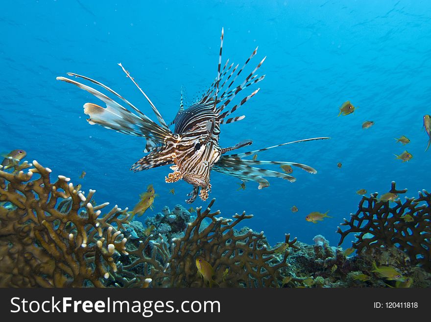 Marine Biology, Ecosystem, Coral Reef, Underwater