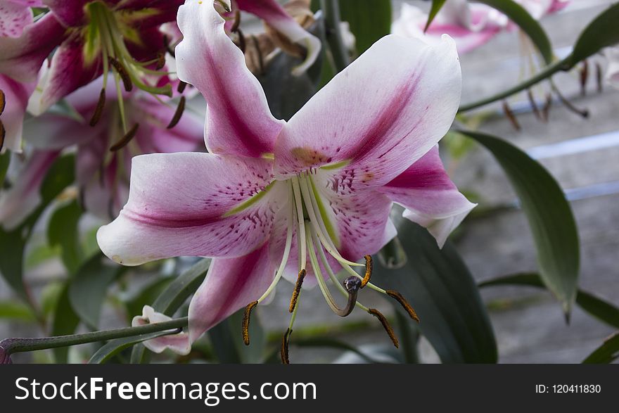 Flower, Plant, Lily, Flora