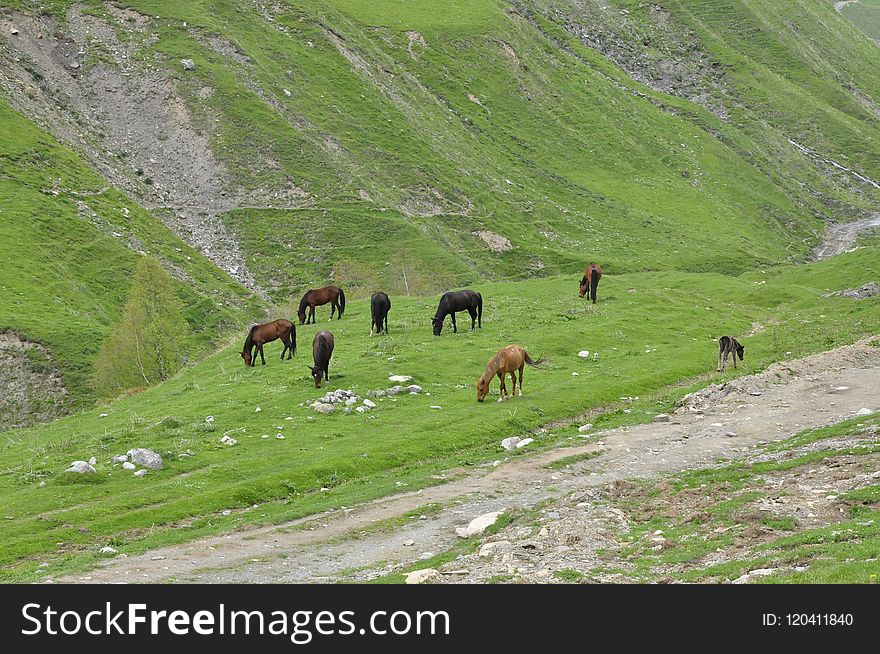 Grassland, Pasture, Ecosystem, Mountainous Landforms