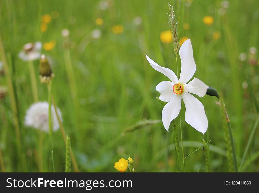 Flower, Wildflower, Flora, Vegetation