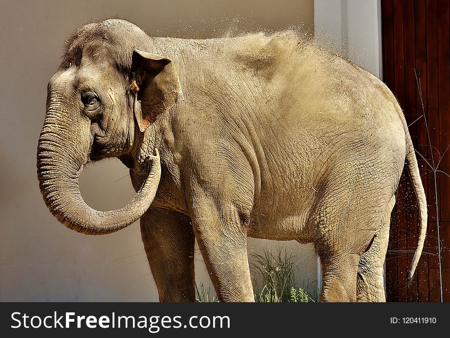 Elephant, Elephants And Mammoths, Terrestrial Animal, Indian Elephant