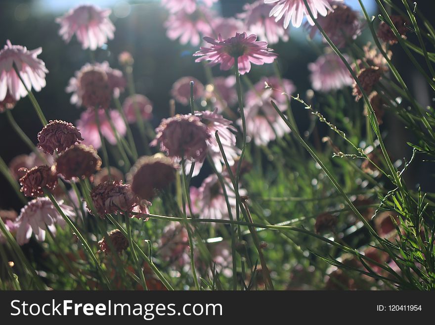 Flower, Plant, Flora, Spring